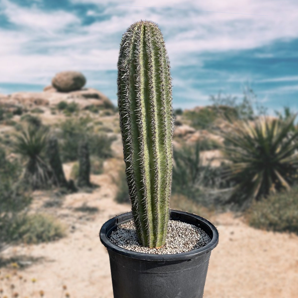 Saguaro