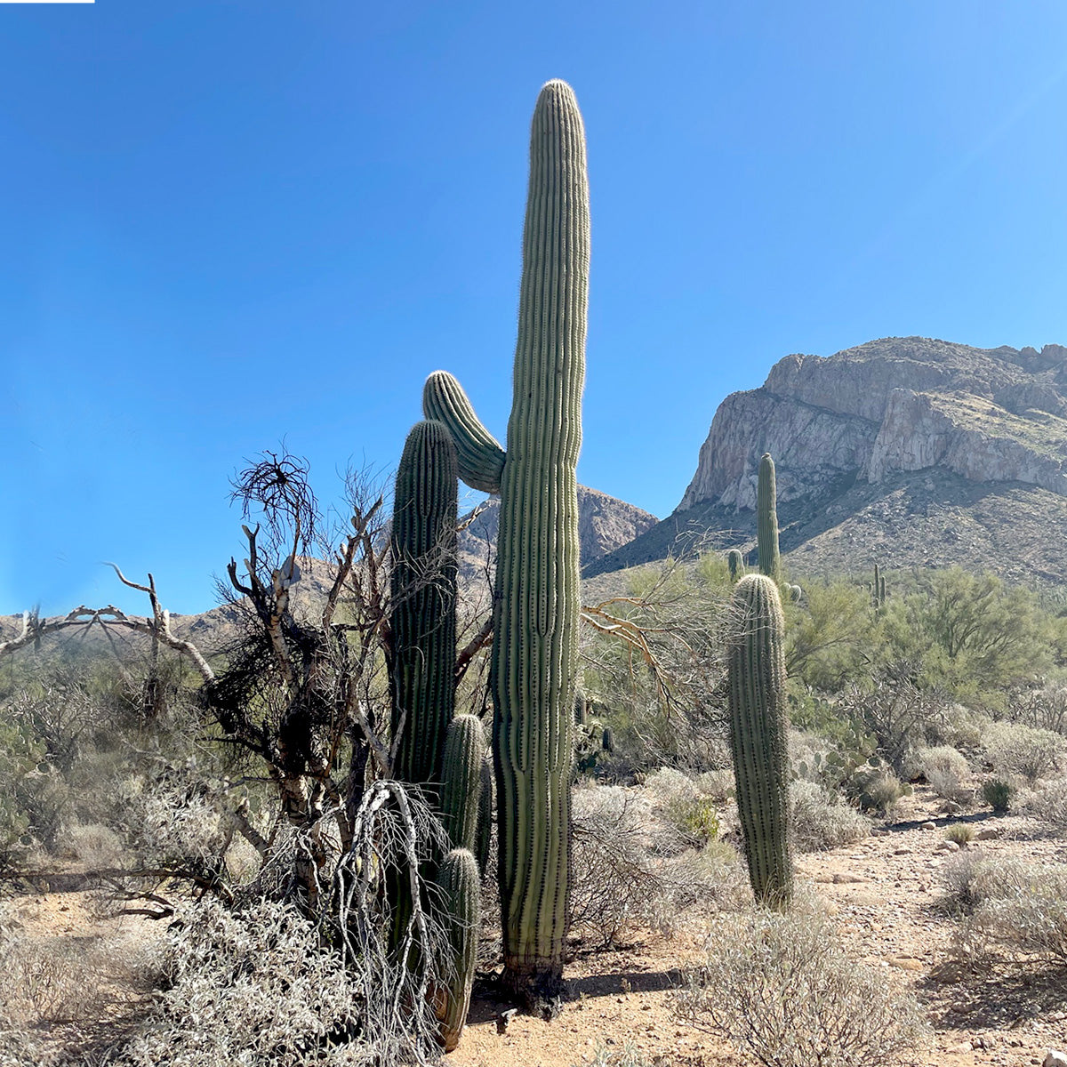 Saguaro