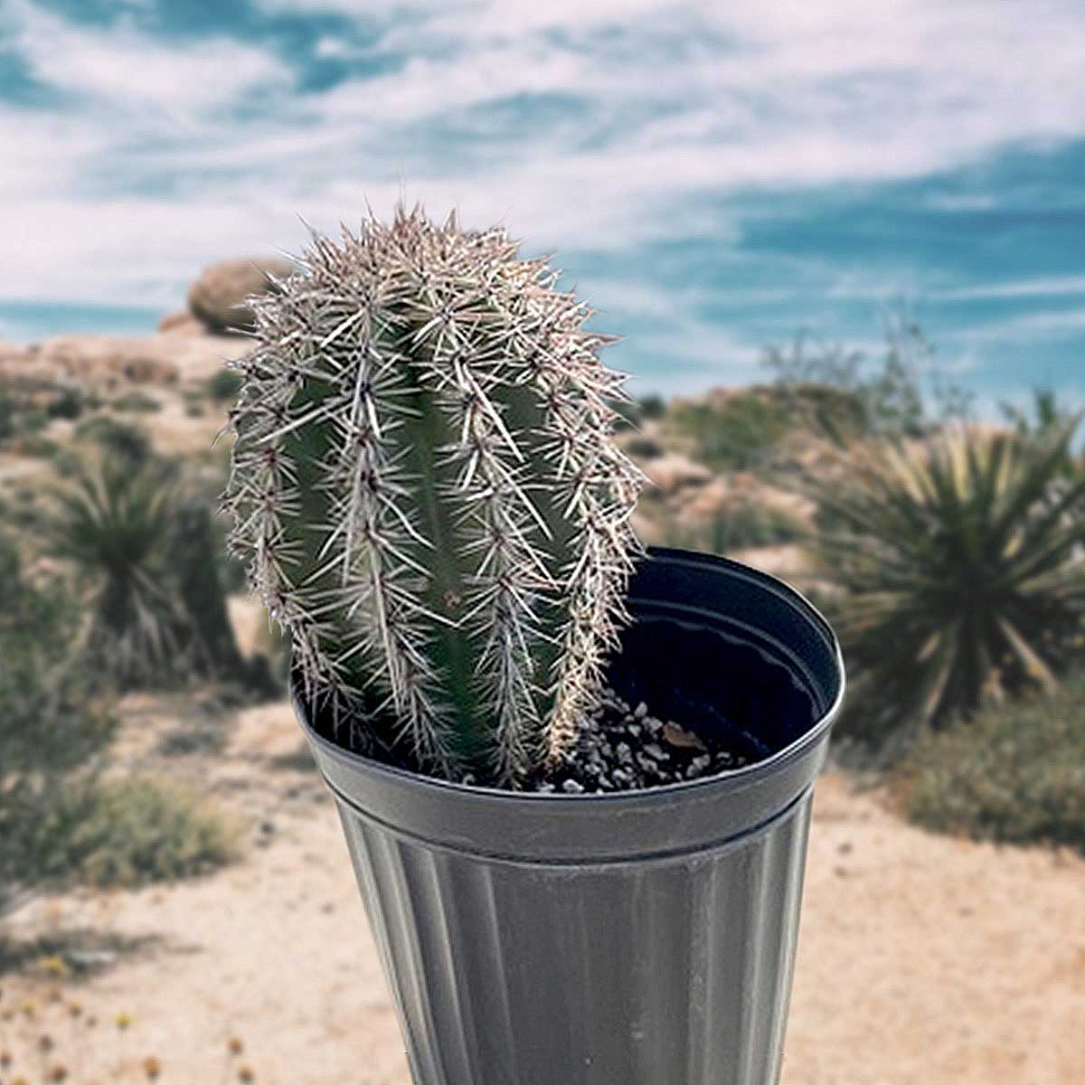 Saguaro