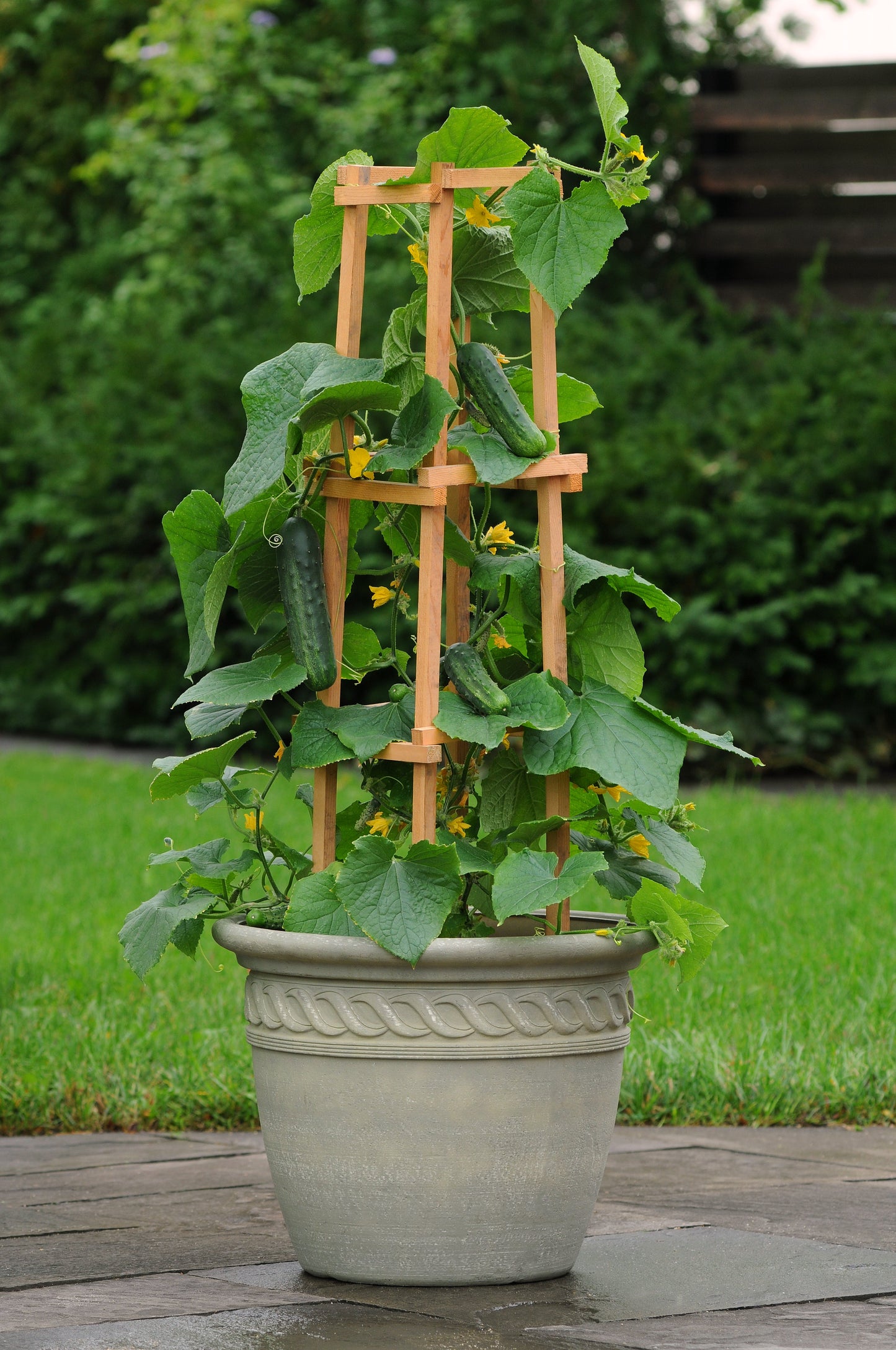 Patio Snacker Hybrid Cucumber