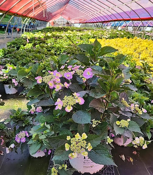 Tuff Stuff™ Reblooming Mountain Hydrangea