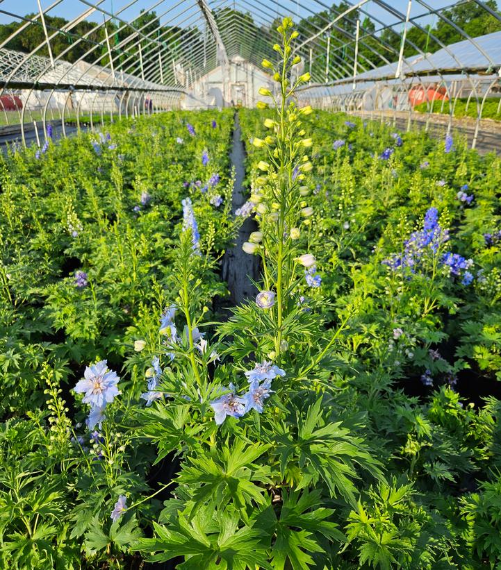 Blue Buccaneers Hybrid Bee Delphinium