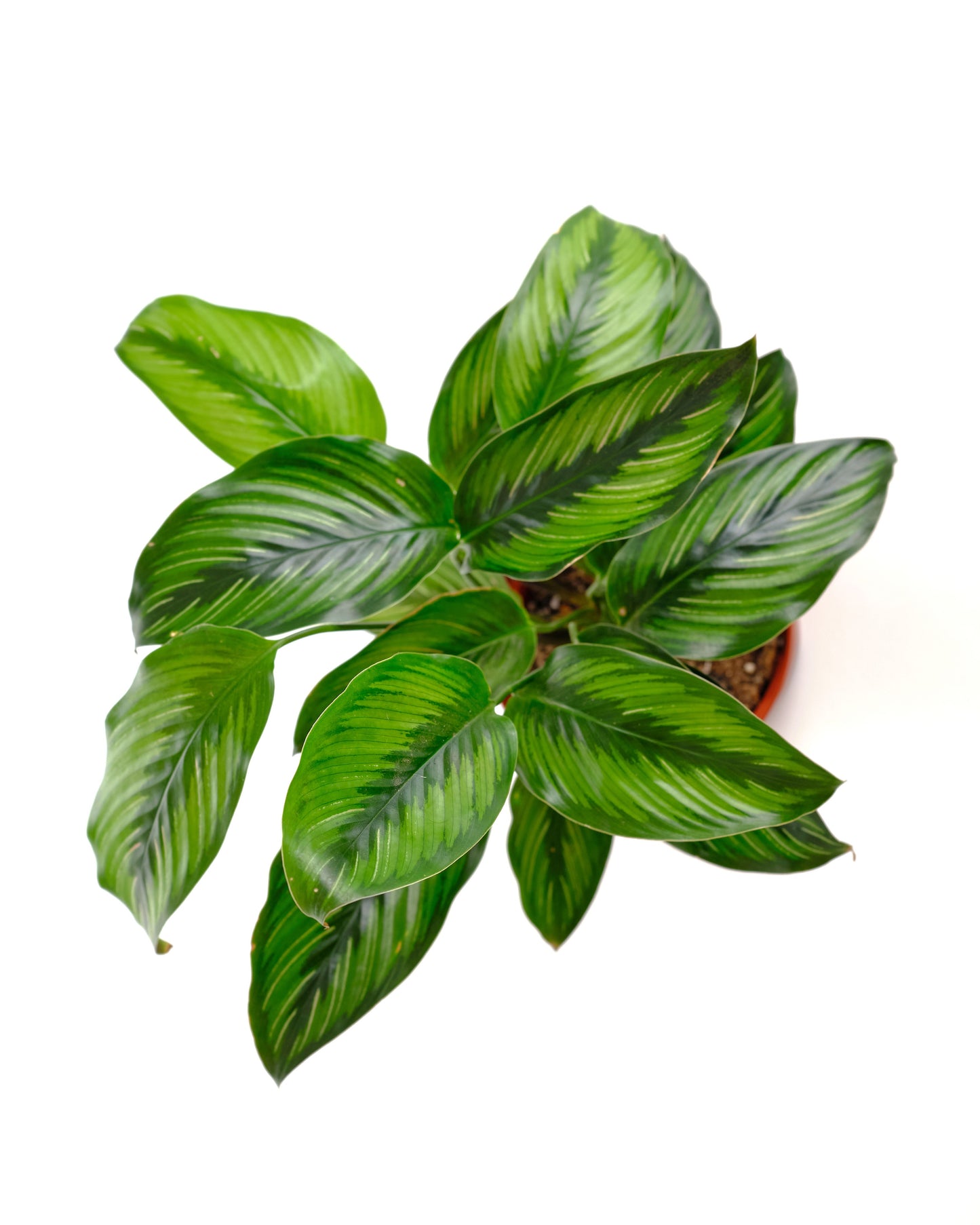 Calathea Ornata 'Beauty Star'