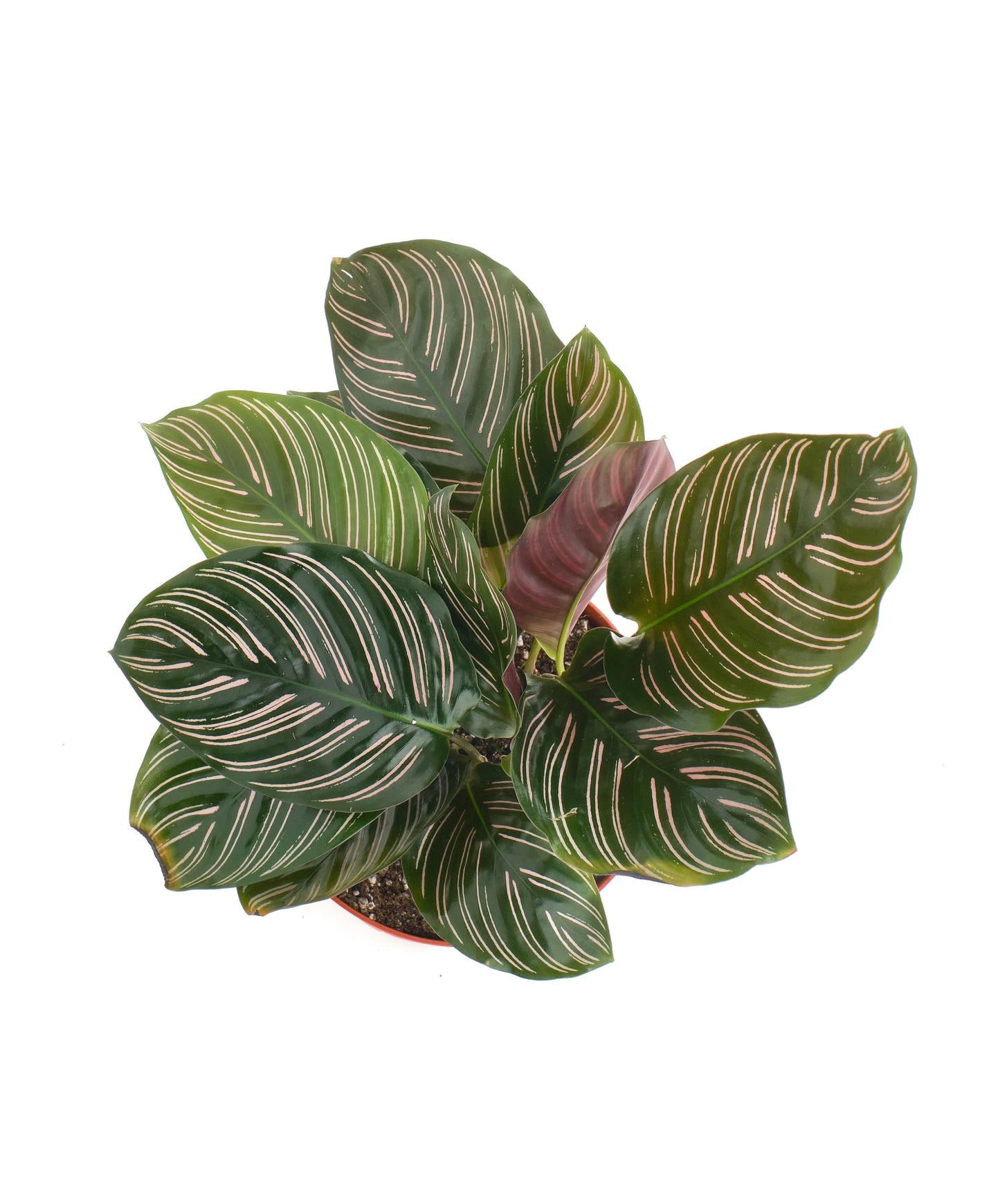 Calathea Ornata 'Painted Lady'