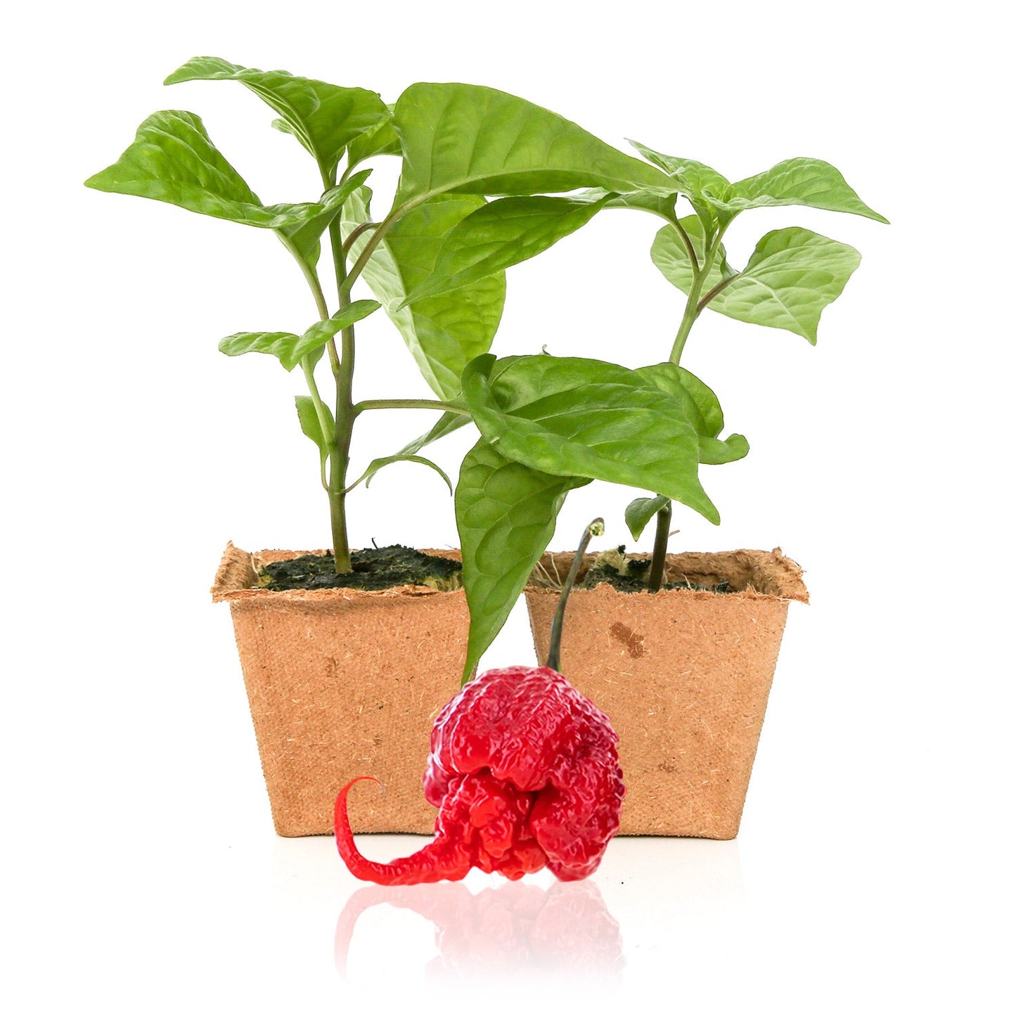 Carolina Reaper Pepper Plants