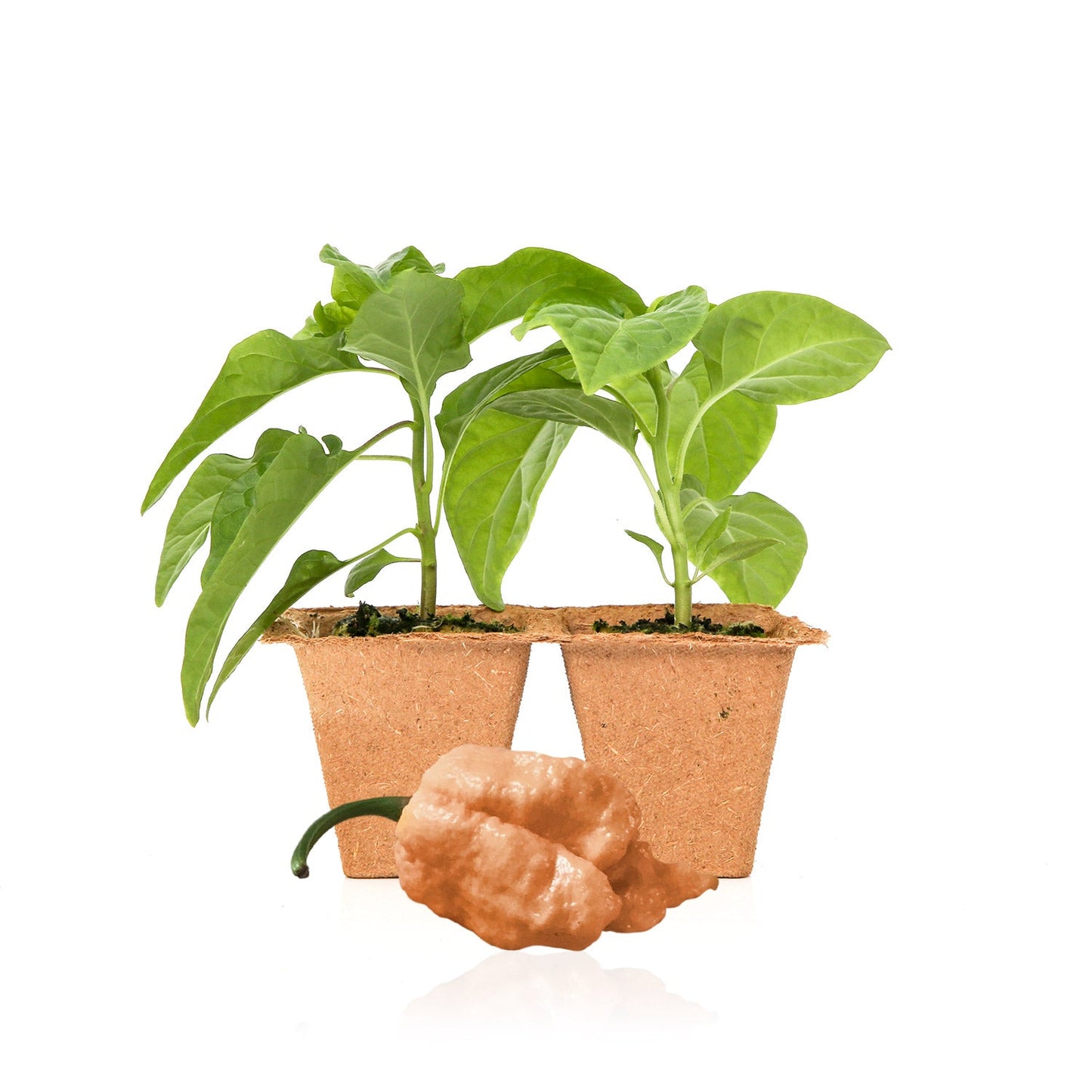 Peach Reaper Pepper Plants