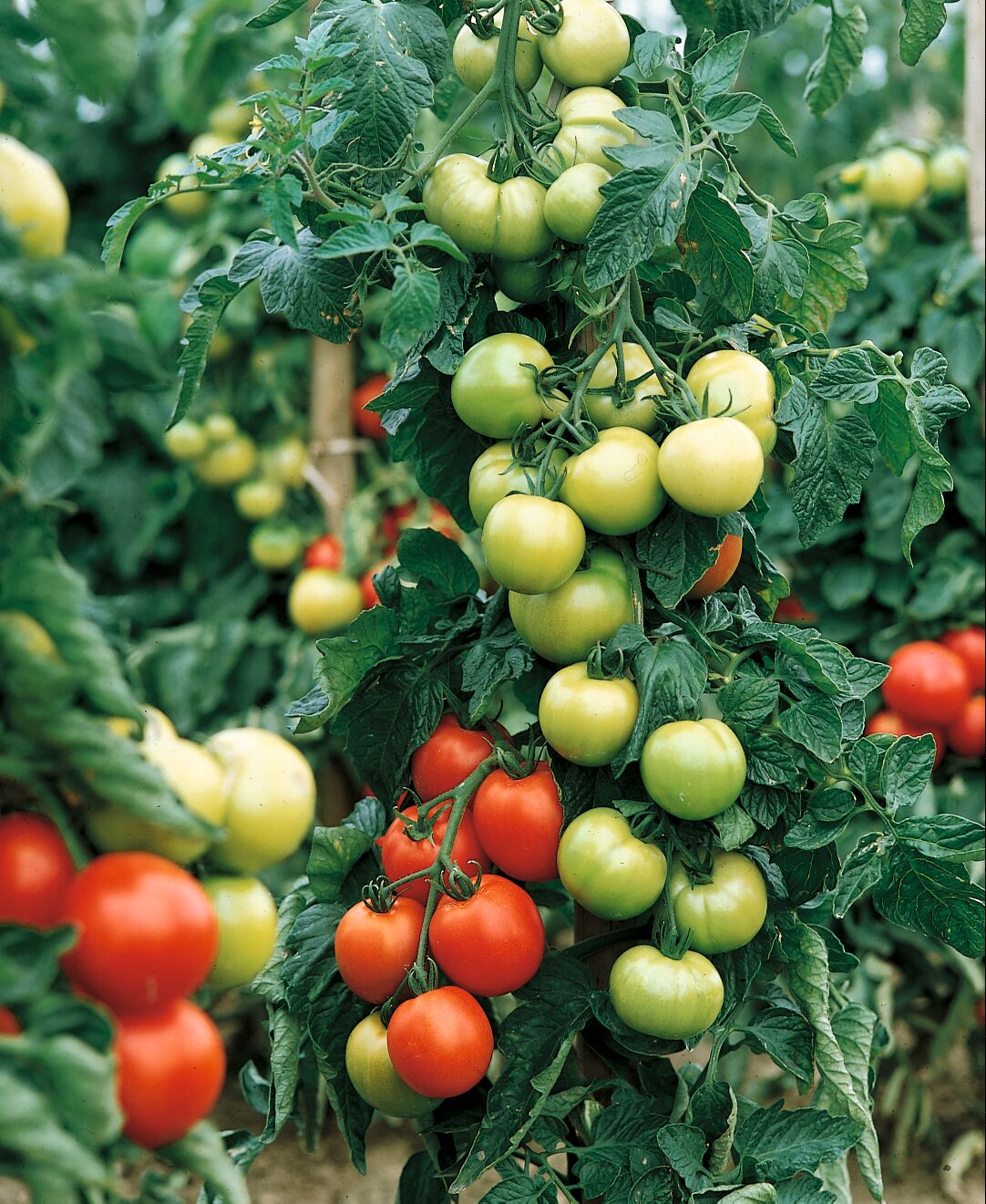 Carmello Hybrid Tomato Seeds – Healthy Harvesters