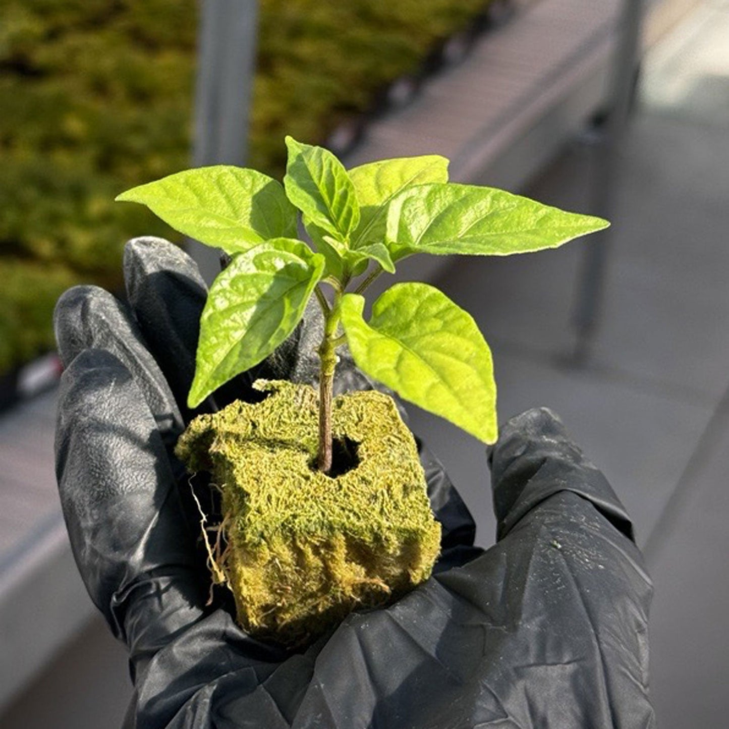 Carolina Reaper Pepper Plants