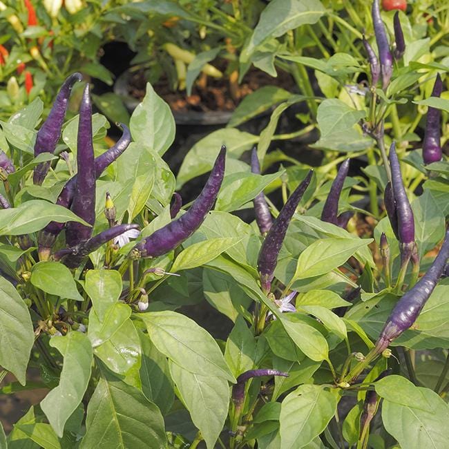 Cayenne Pepper Variety 6-Pack Seeds