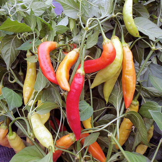 Challeano Pepper Seeds