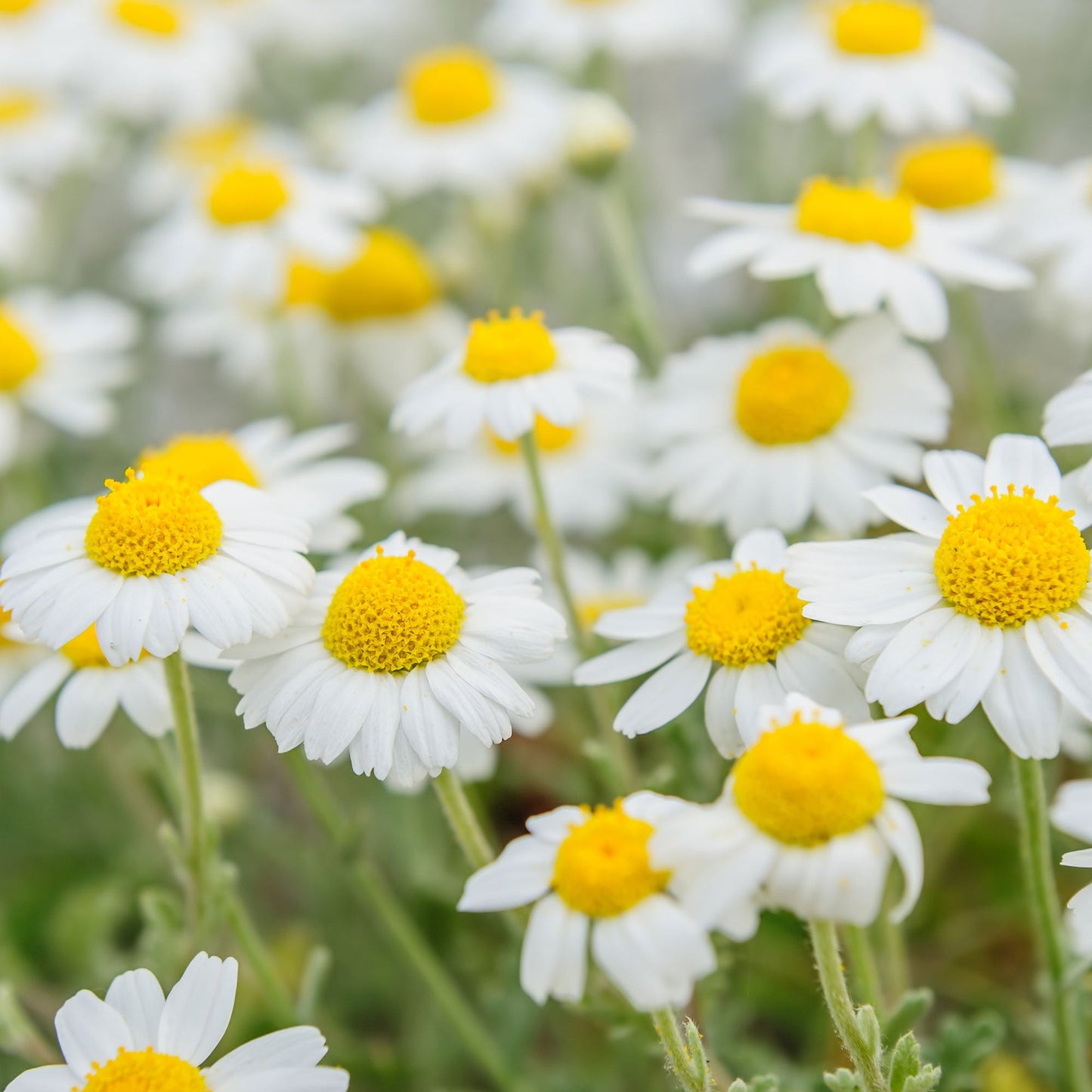 Chamomile Bodegold Seeds