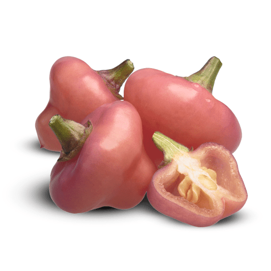 Cheiro Roxa Pepper Seeds (Non-Isolated)