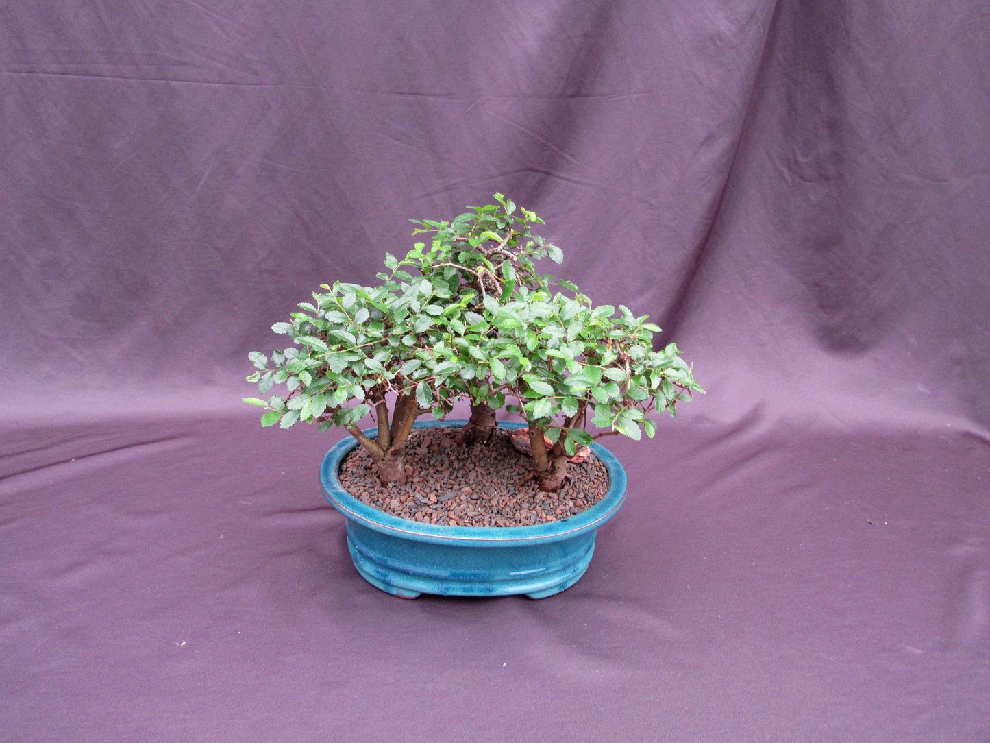 Chinese Elm Bonsai Tree - 3 Tree Forest Planting