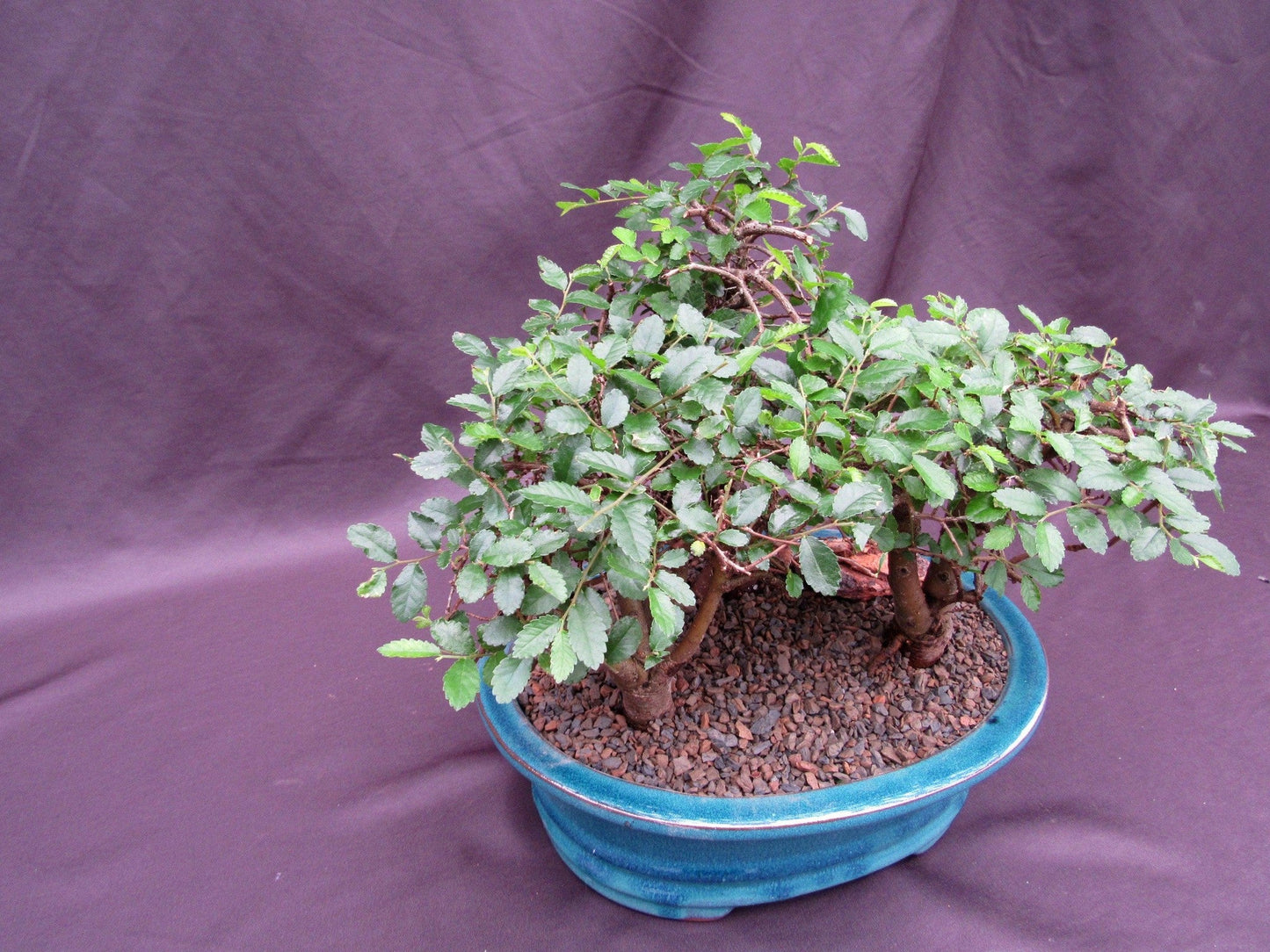 Chinese Elm Bonsai Tree - 3 Tree Forest Planting