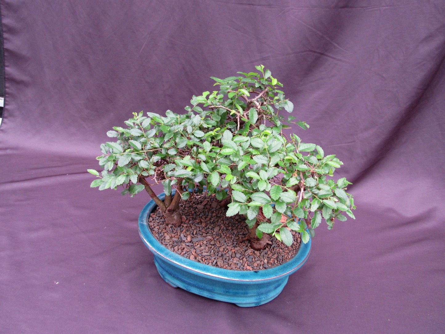 Chinese Elm Bonsai Tree - 3 Tree Forest Planting