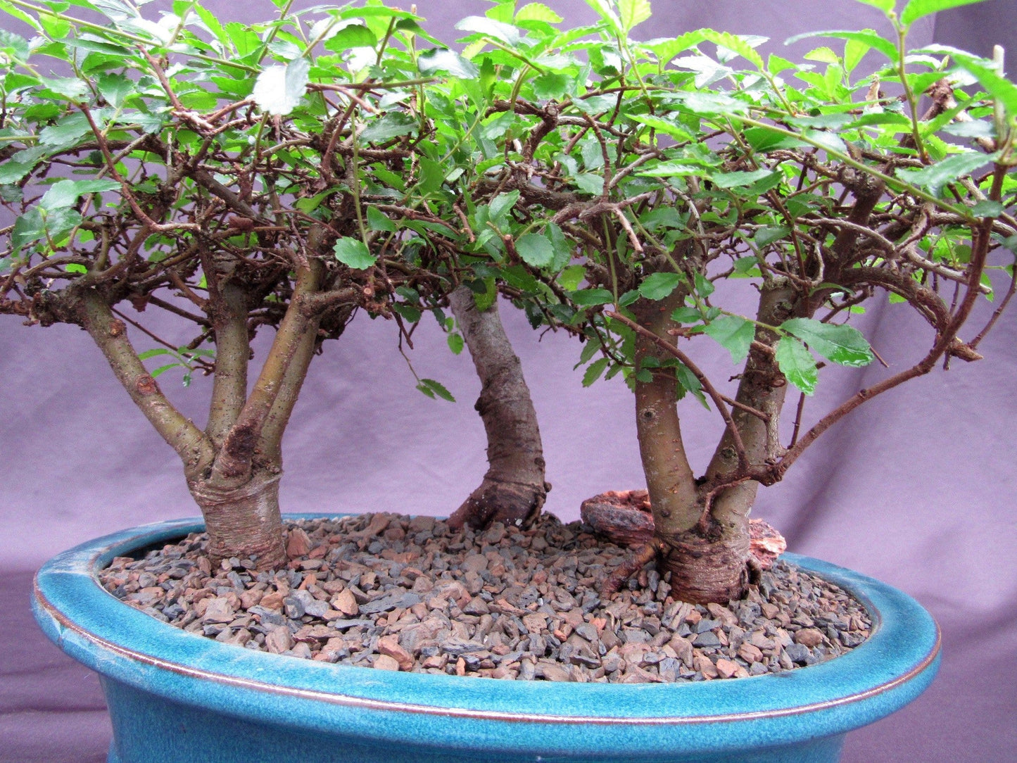 Chinese Elm Bonsai Tree - 3 Tree Forest Planting