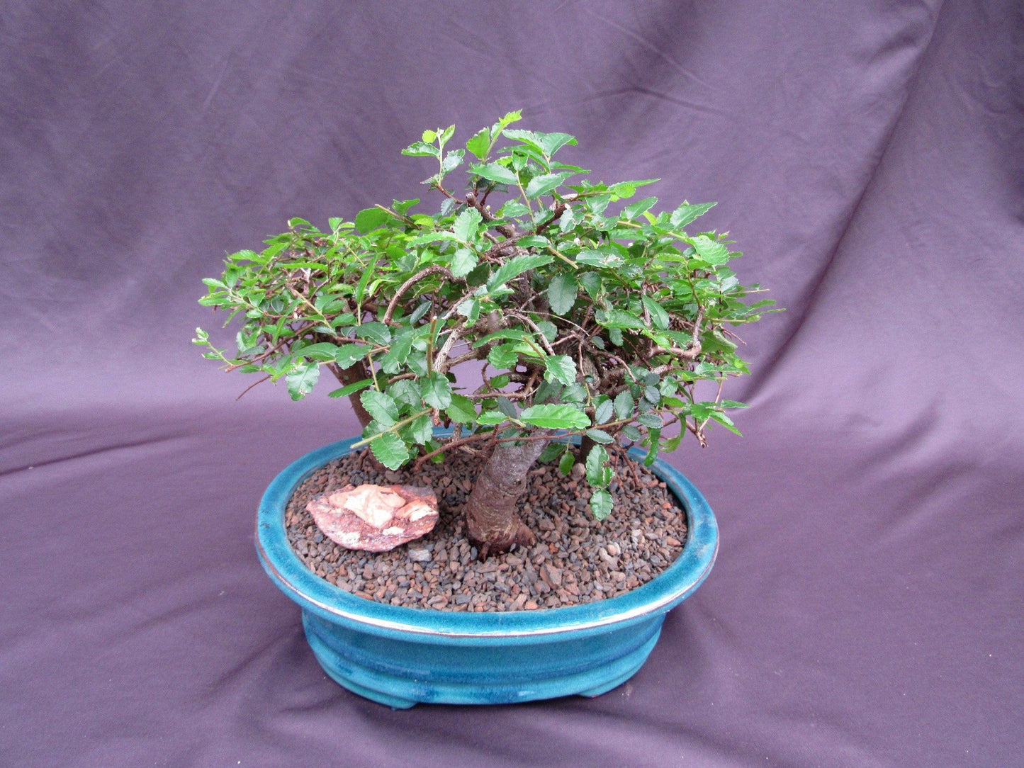 Chinese Elm Bonsai Tree - 3 Tree Forest Planting