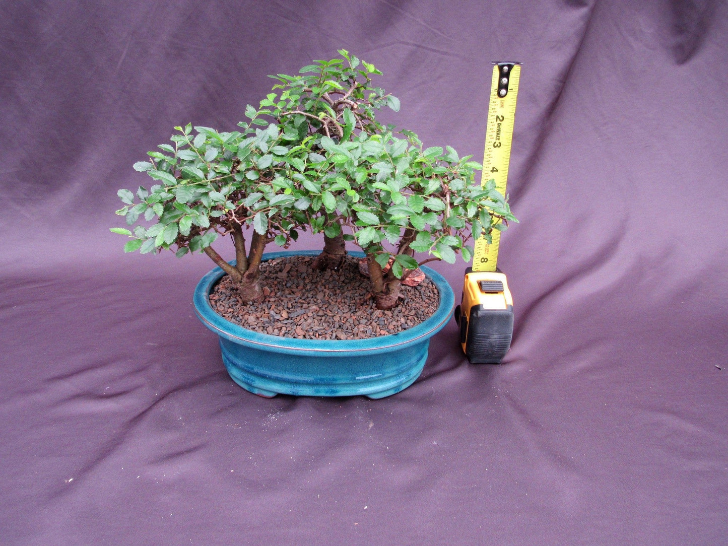 Chinese Elm Bonsai Tree - 3 Tree Forest Planting