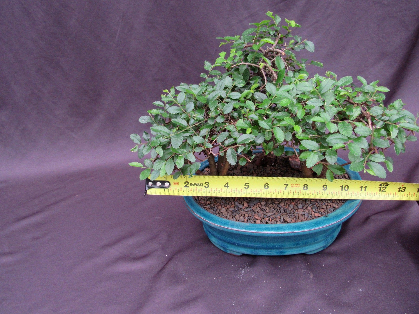 Chinese Elm Bonsai Tree - 3 Tree Forest Planting