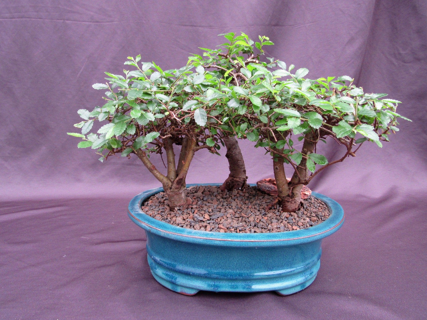 Chinese Elm Bonsai Tree - 3 Tree Forest Planting