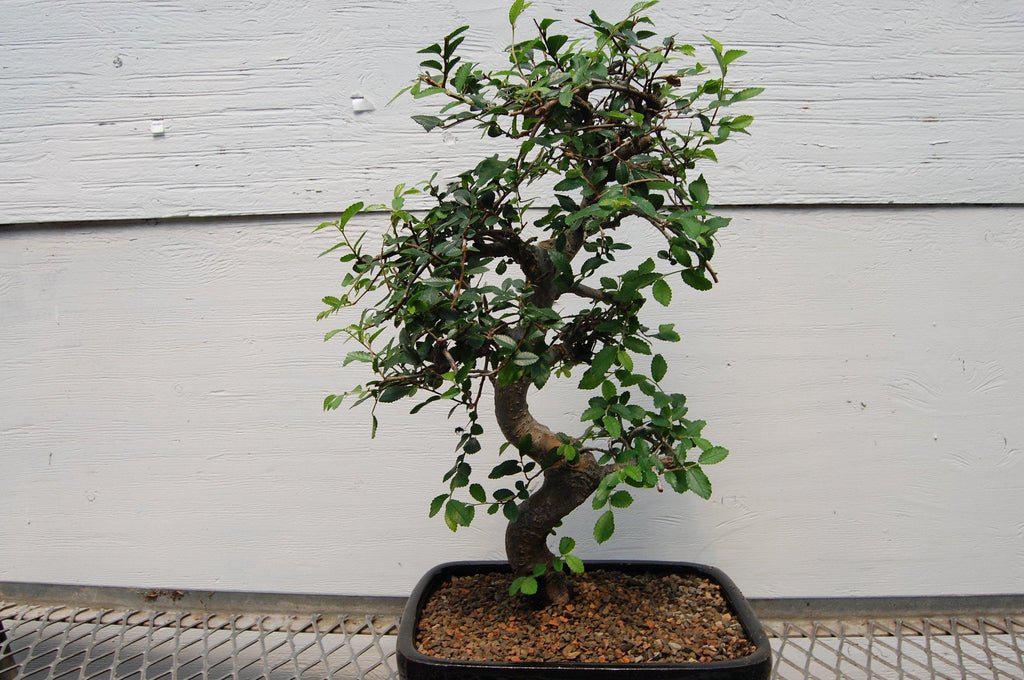 Chinese Elm Bonsai Tree - Curved Trunk Style