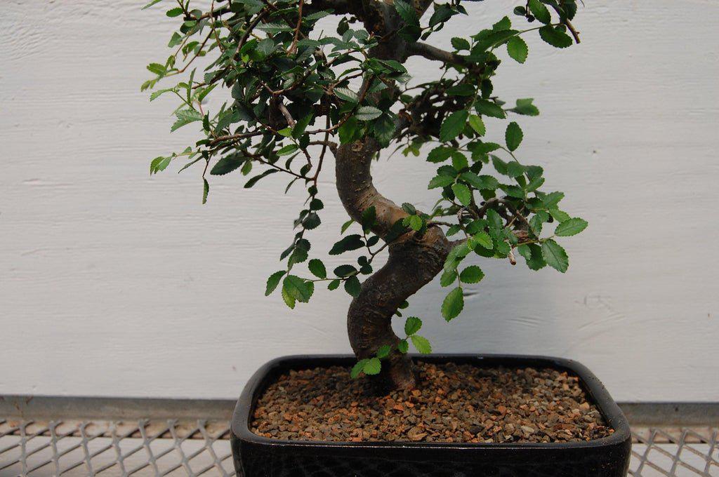 Chinese Elm Bonsai Tree - Curved Trunk Style