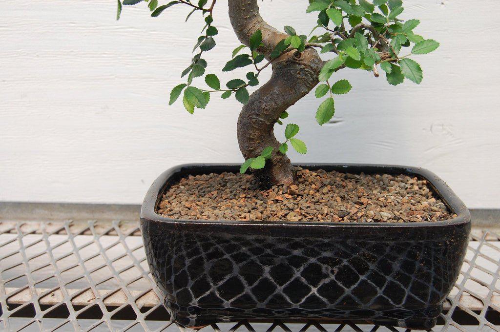 Chinese Elm Bonsai Tree - Curved Trunk Style