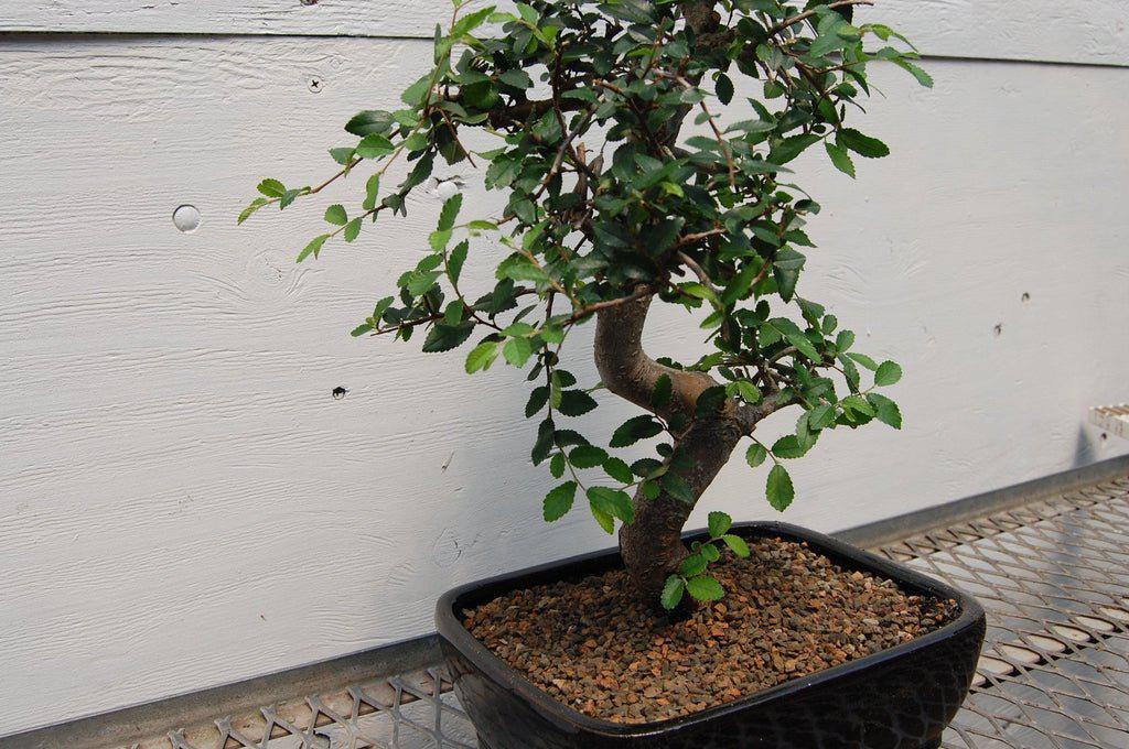 Chinese Elm Bonsai Tree - Curved Trunk Style