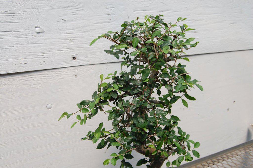 Chinese Elm Bonsai Tree - Curved Trunk Style