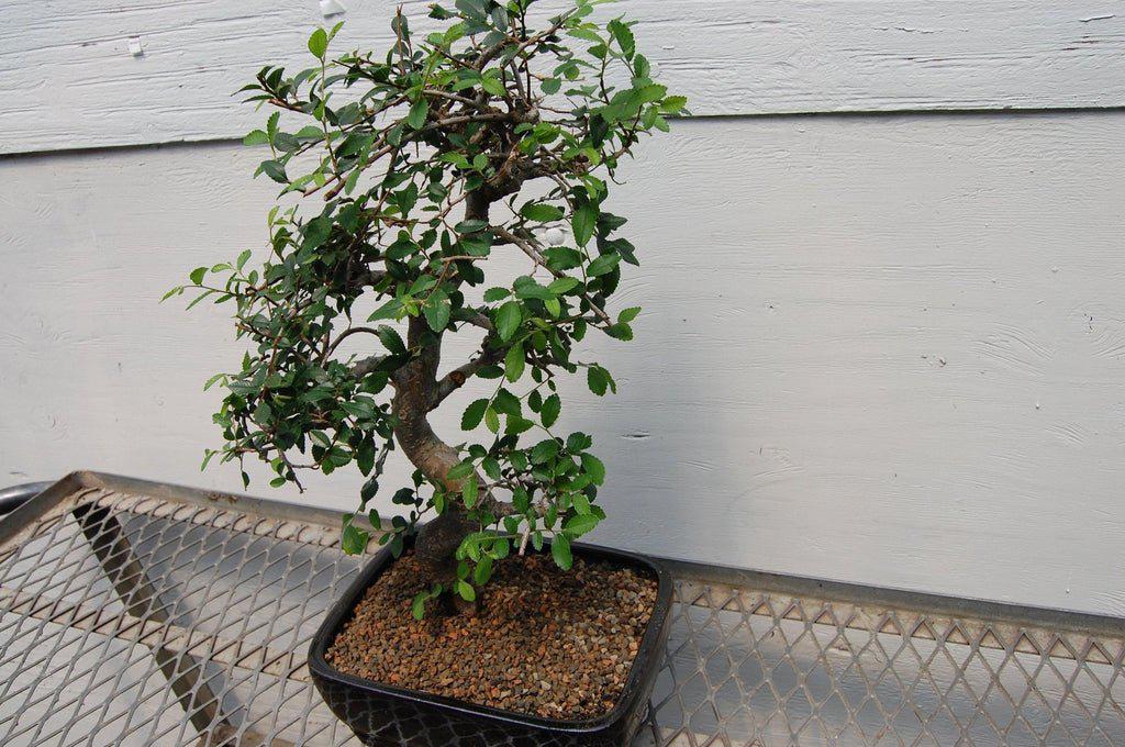 Chinese Elm Bonsai Tree - Curved Trunk Style