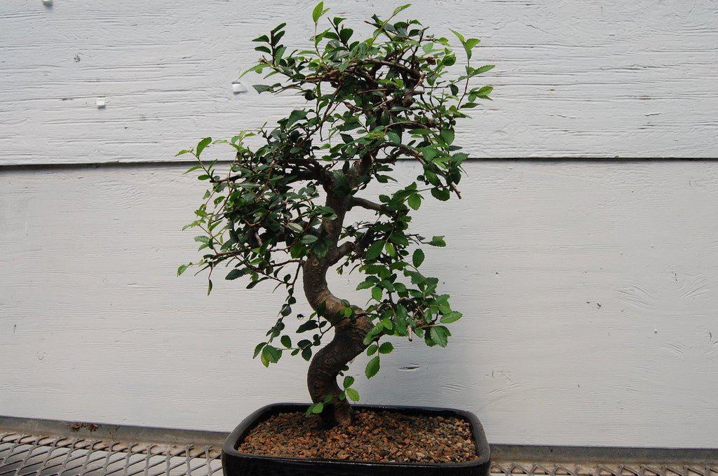 Chinese Elm Bonsai Tree - Curved Trunk Style