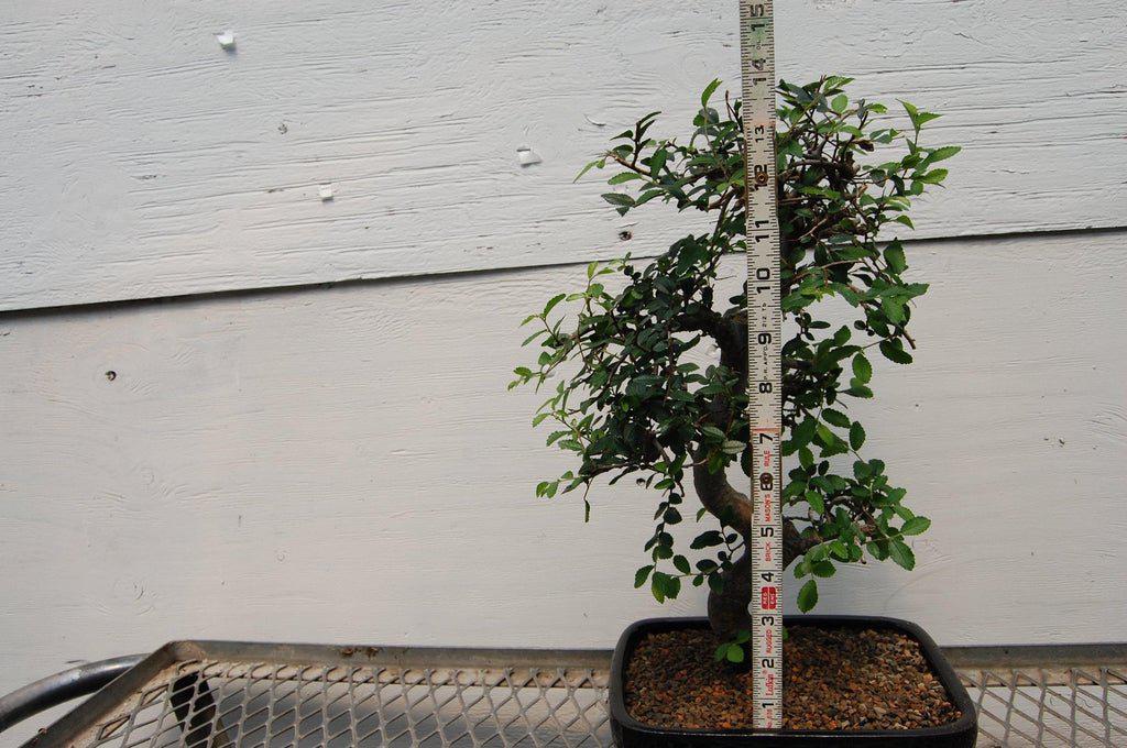 Chinese Elm Bonsai Tree - Curved Trunk Style