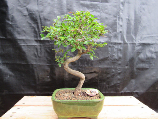 Chinese Elm Bonsai Tree - Curved Trunk Style (Extra Small)