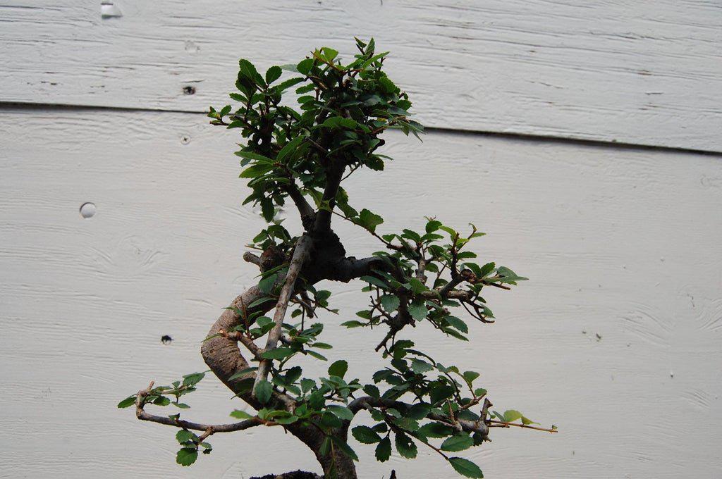 Chinese Elm Bonsai Tree - Curved Trunk Style (Small)