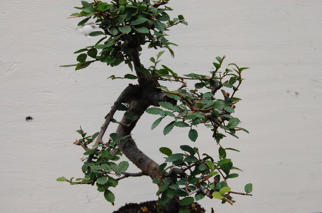 Chinese Elm Bonsai Tree - Curved Trunk Style (Small)