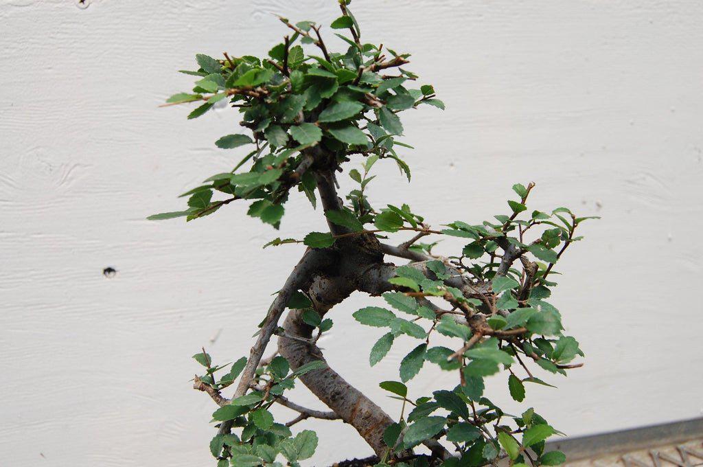 Chinese Elm Bonsai Tree - Curved Trunk Style (Small)