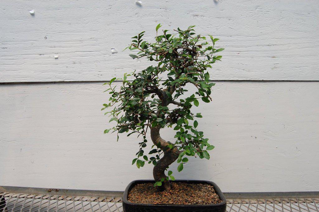 Chinese Elm Bonsai Tree - Curved Trunk Style (Small)