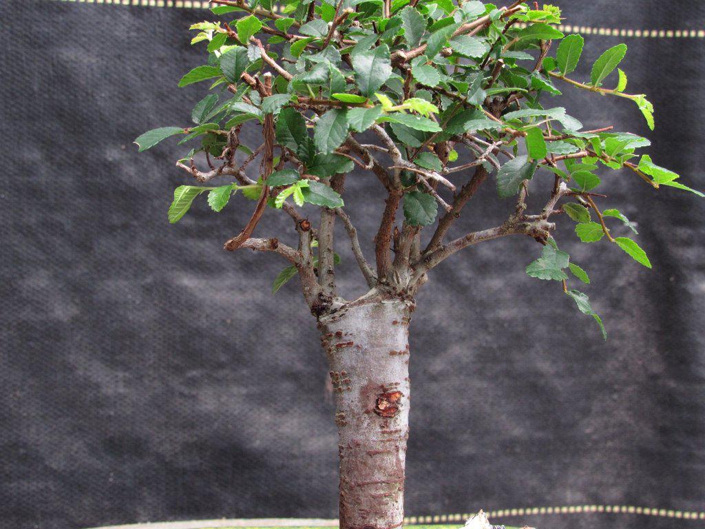 Chinese Elm Bonsai Tree - Straight Trunk Style (Small)