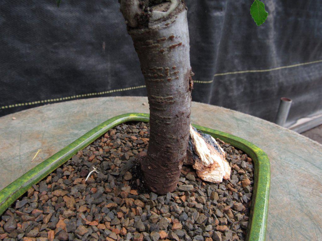 Chinese Elm Bonsai Tree - Straight Trunk Style (Small)