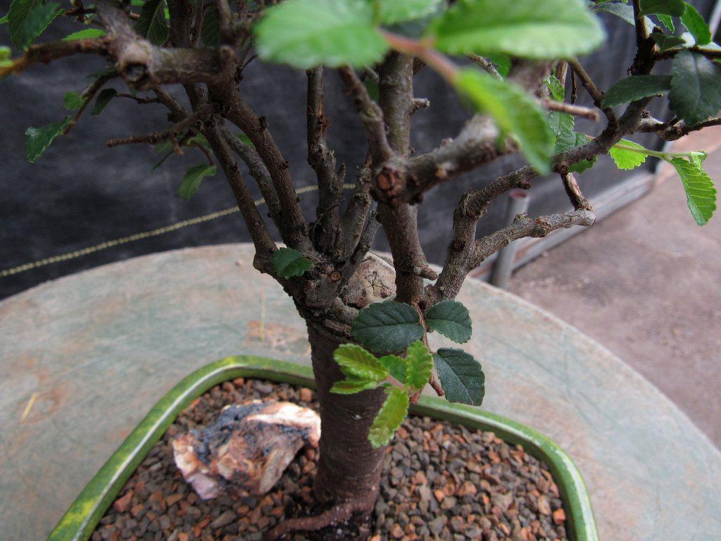 Chinese Elm Bonsai Tree - Straight Trunk Style (Small)