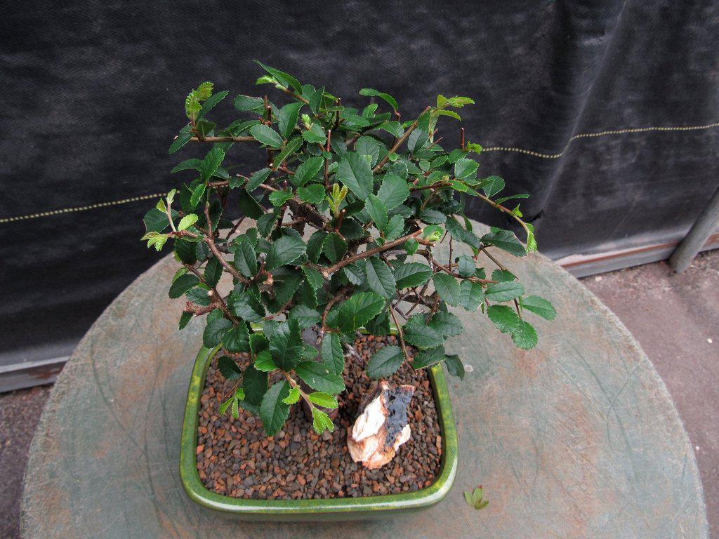 Chinese Elm Bonsai Tree - Straight Trunk Style (Small)