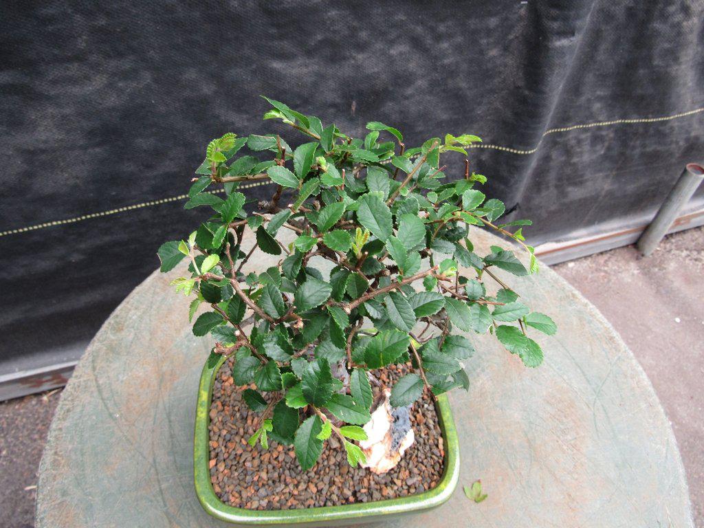 Chinese Elm Bonsai Tree - Straight Trunk Style (Small)