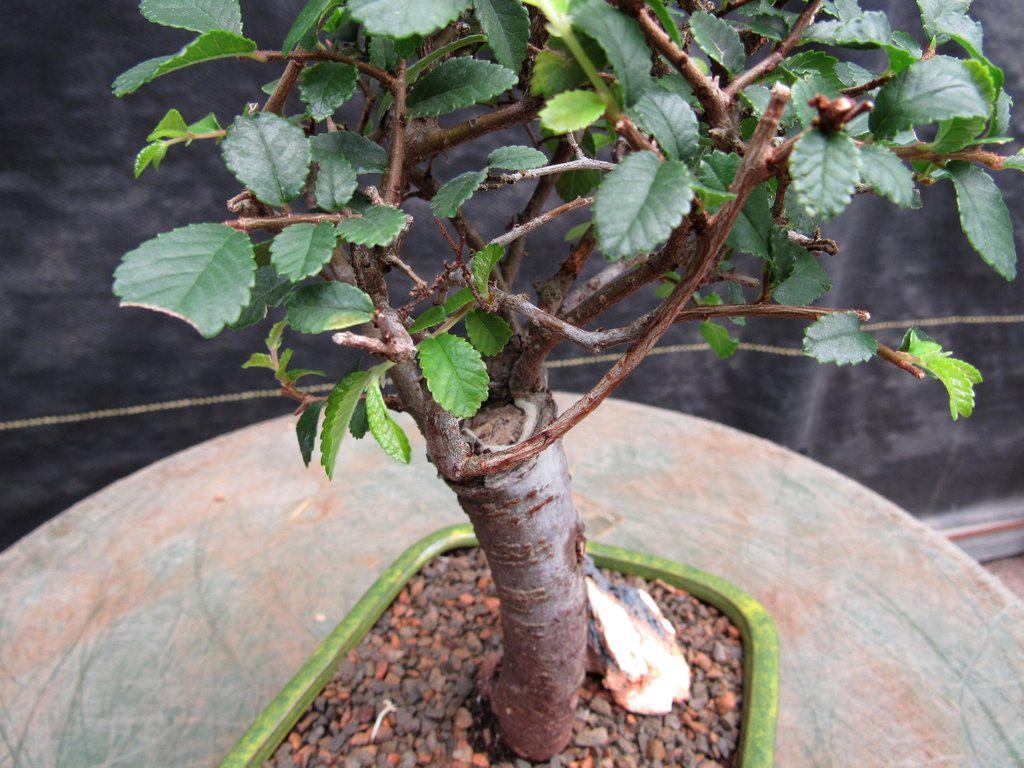 Chinese Elm Bonsai Tree - Straight Trunk Style (Small)