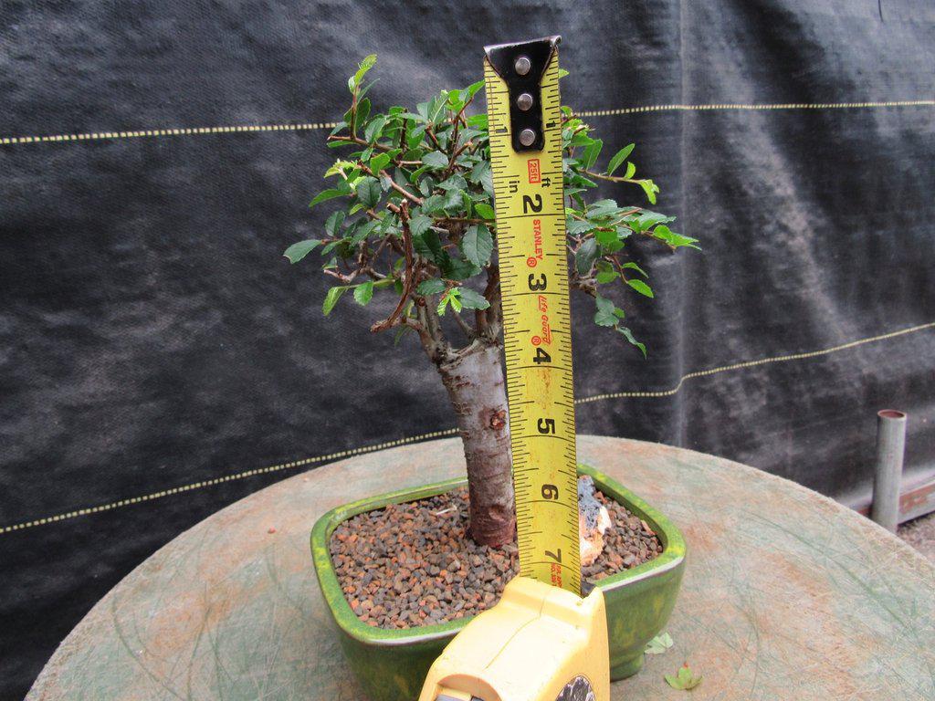 Chinese Elm Bonsai Tree - Straight Trunk Style (Small)