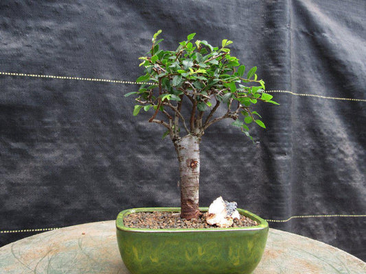 Chinese Elm Bonsai Tree - Straight Trunk Style (Small)