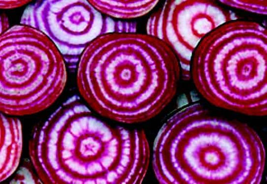 Chioggia Beet Seeds