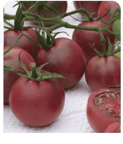 Chocolate Cherry Tomato Seeds