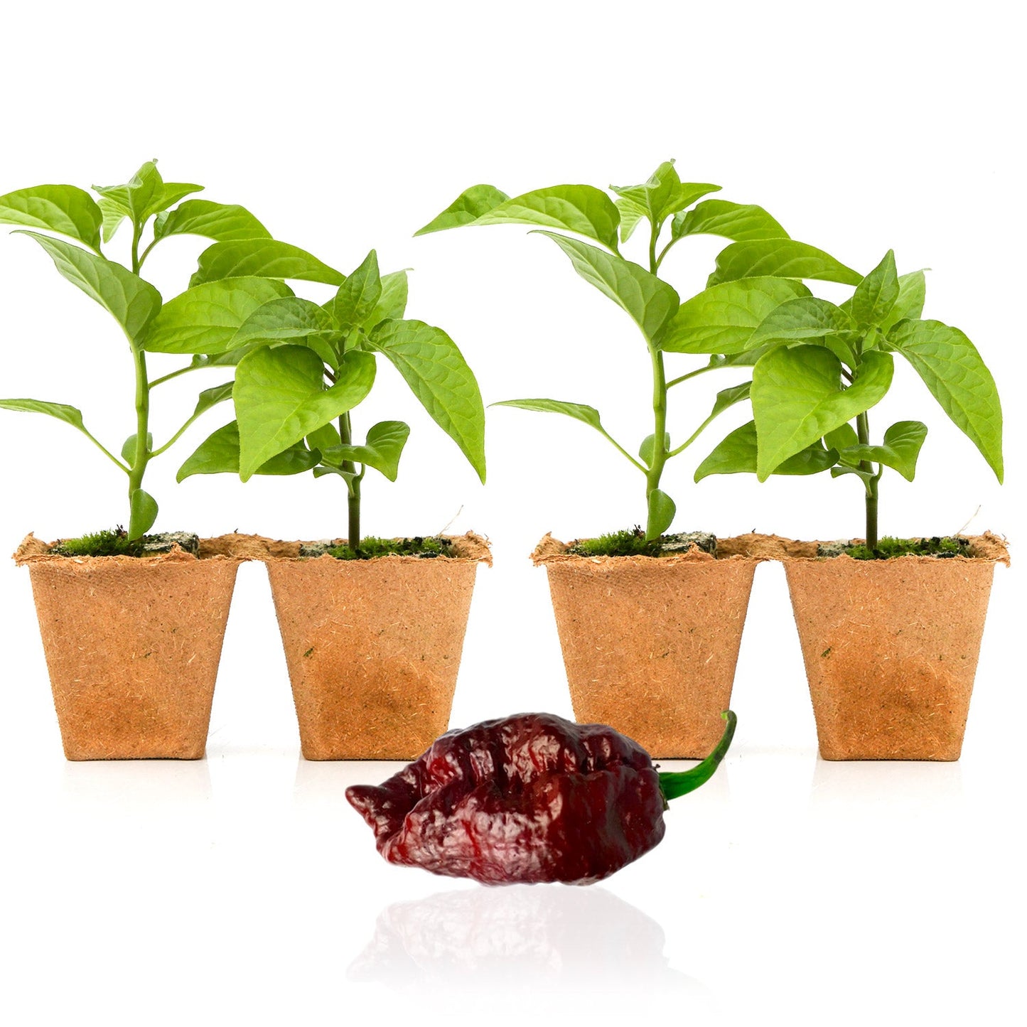 Chocolate Ghost Pepper Plants