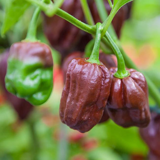 Chocolate Habanero Pepper Seeds