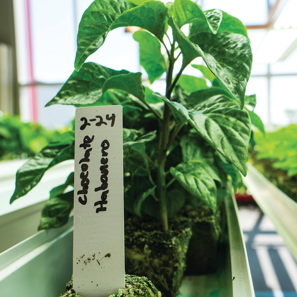 Chocolate Habanero Pepper Plants